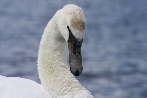 Whitlingham Country Park