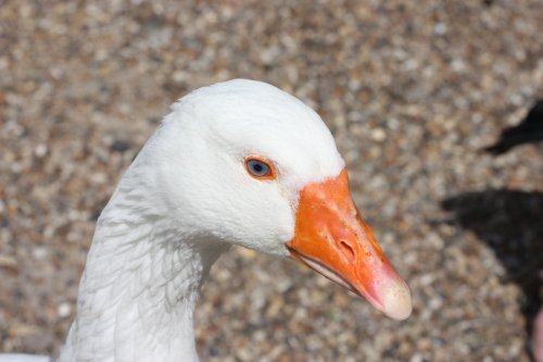Whitlingham Country Park