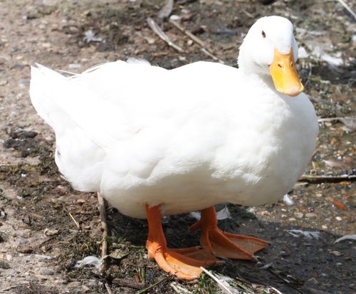 At Whitlingham Country Park. Looks well fed.