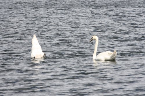 Whitlingham Country Park