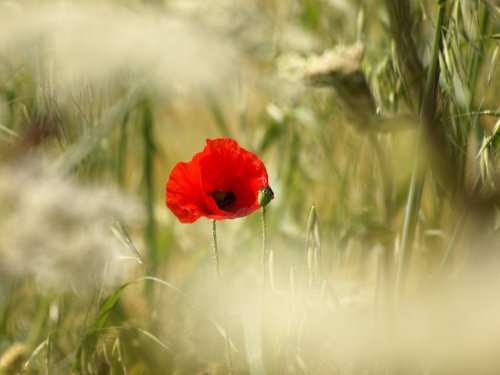 Single poppy, near Mixbury, Oxfordshire.