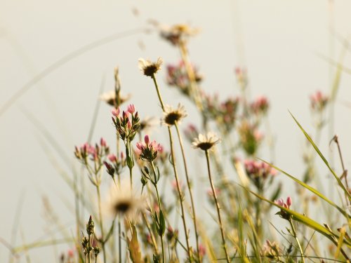 Common Centaury, Calvert Jubilee Nature Reserve, Bucks.