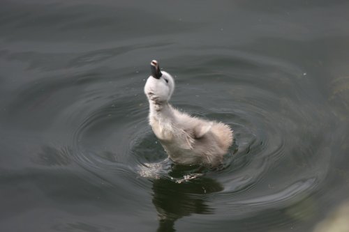 And then a little guzzle