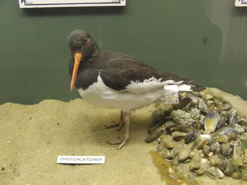 Natural History Museum, Essex