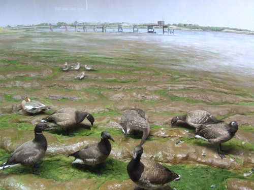 Natural History Museum