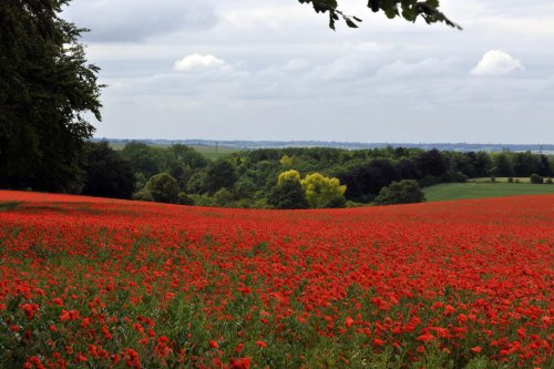 Field of Poppies