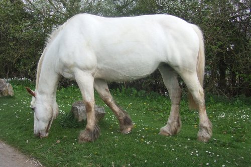 Llangorse Lake horse