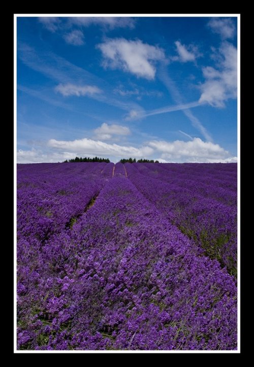 Lavender field