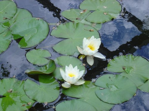 West Dean Gardens, West Sussex