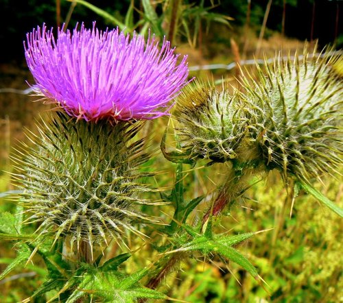 Thistle from England!
