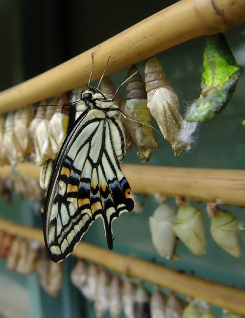 Buckfast Butterfly & Dartmoor Otter Sanctuary