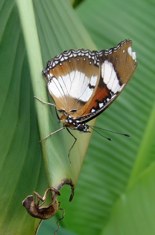Buckfast Butterfly & Dartmoor Otter Sanctuary
