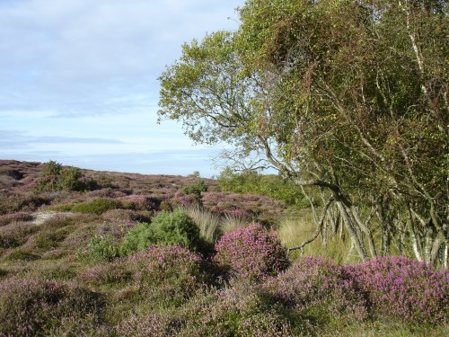 The Heather Walk at Studland, Dorset
