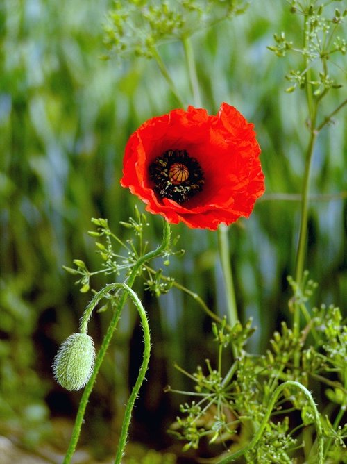 Poppy near Tickhill, South Yorkshire