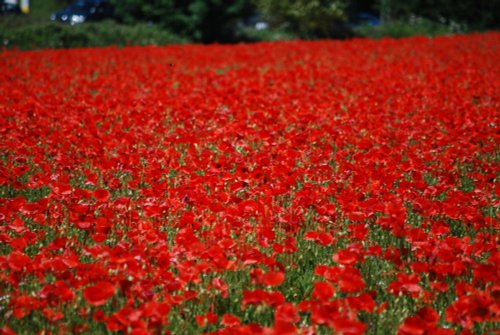 Poppy fields