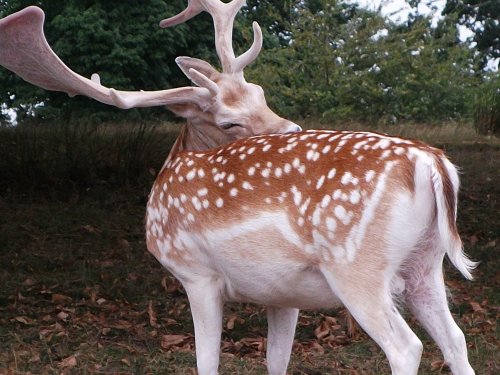 Knole House & Deer Park