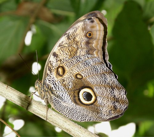 The Butterfly & Wildlife Park