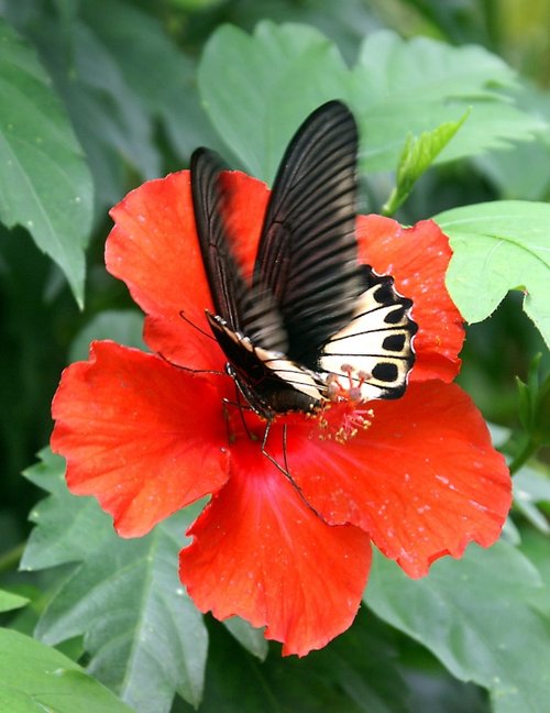 Sitting on the flower.