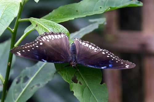 The Butterfly & Wildlife Park