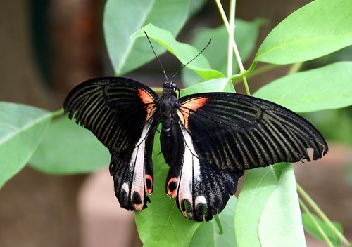 The Butterfly & Wildlife Park