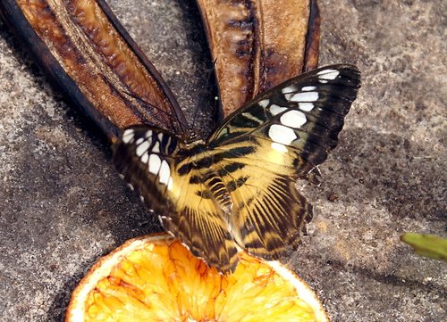 The Butterfly & Wildlife Park