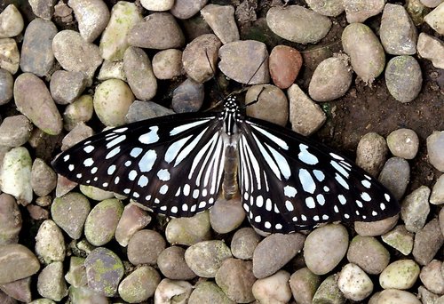 The Butterfly & Wildlife Park