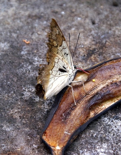 The Butterfly & Wildlife Park