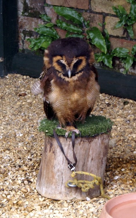 The Butterfly & Wildlife Park