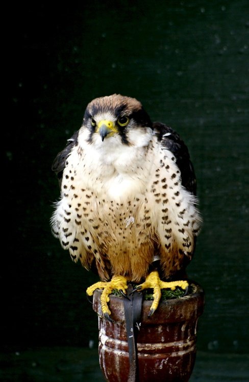 The Butterfly & Wildlife Park