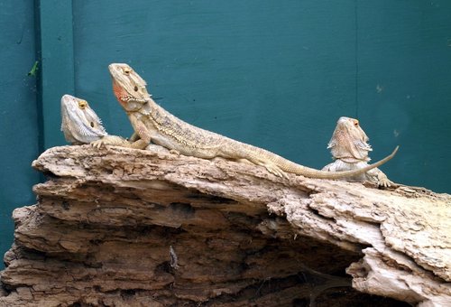 The Butterfly & Wildlife Park