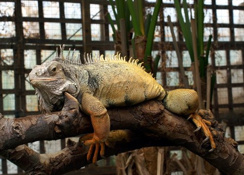 The Butterfly & Wildlife Park