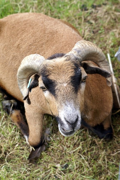 The Butterfly & Wildlife Park