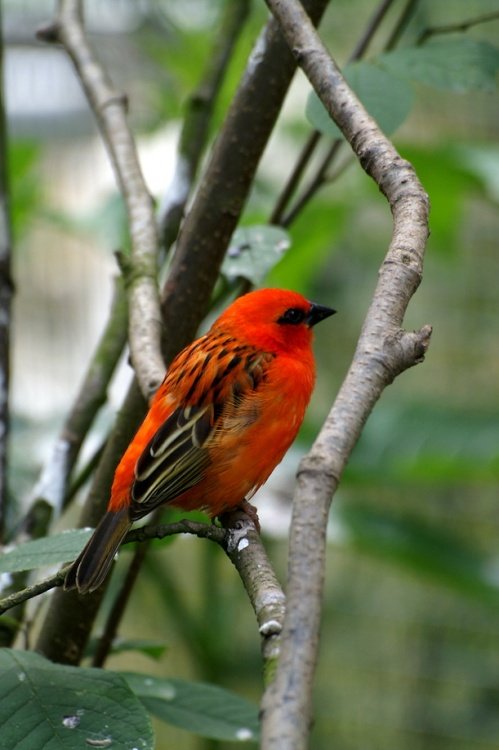 The Butterfly & Wildlife Park