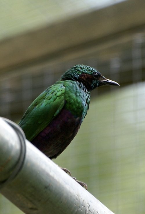 The Butterfly & Wildlife Park