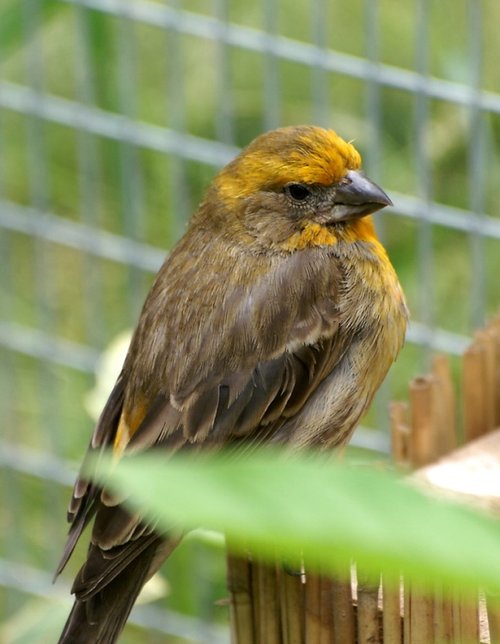 The Butterfly & Wildlife Park