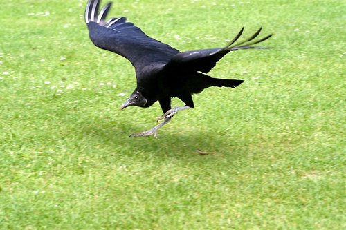 The Butterfly & Wildlife Park