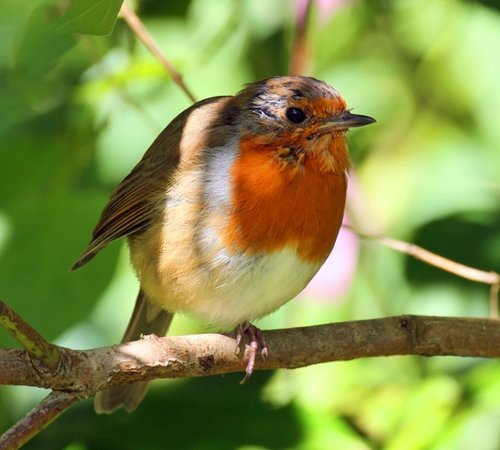 A Robin near the River Dart