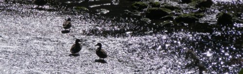 Ducks on the Weir