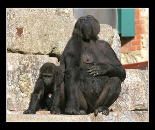 Howletts Wild Animal Park