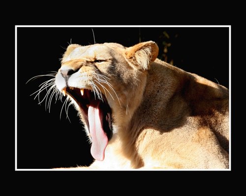 Howletts Wild Animal Park