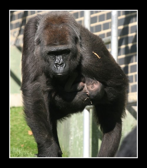 Howletts Wild Animal Park