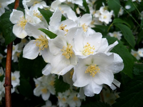 Philadelphus (Mock Orange) at Otterhead July 2010