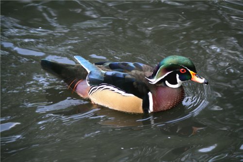 Washington Wetlands Centre
