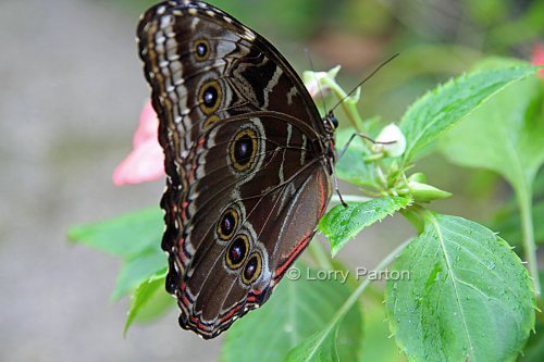 Buckfast Butterfly & Dartmoor Otter Sanctuary
