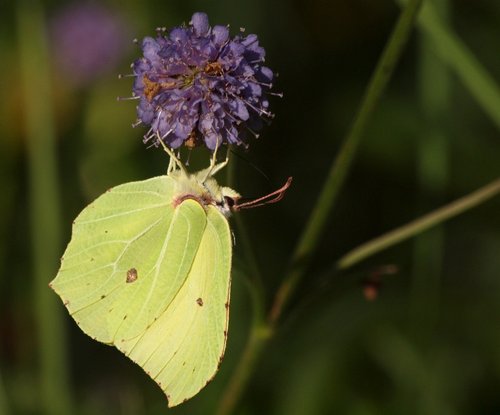 Brimstone butterfly, Shabbington Woods, Oakley, Bucks.
