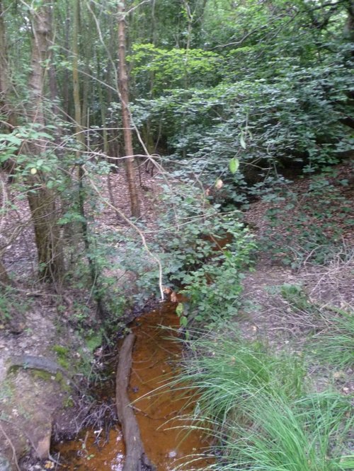 Stream in Woods, Broadstone Walk, Ashdown Forest
