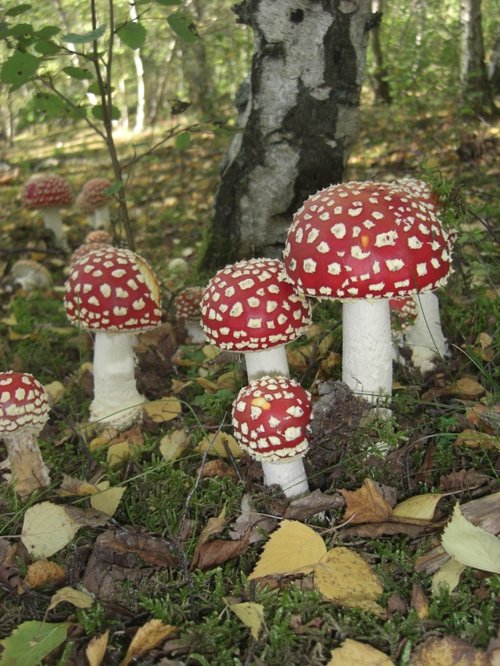 Fly Agaric