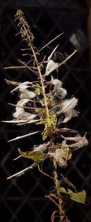 Rose Bay, Mixbury, Oxfordshire