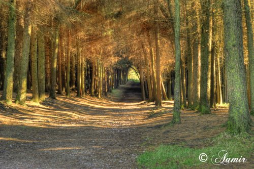 Beacon Fell Country Park