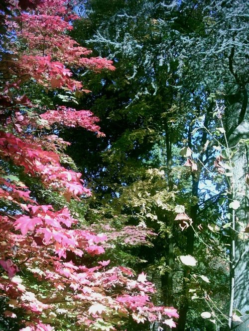 Westonbirt Arboretum